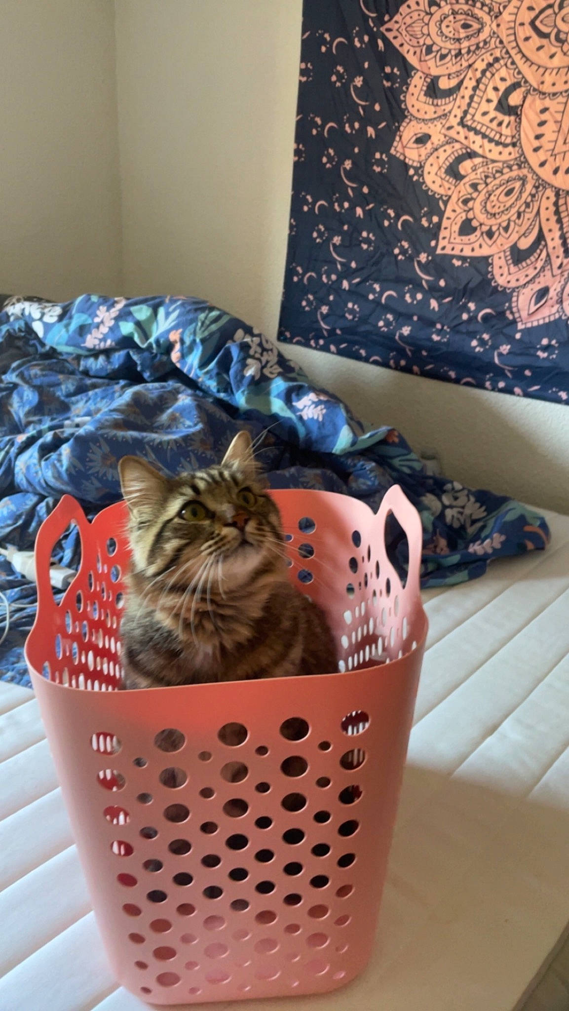 Captain a rejoint le concours — aidez-le/la à gagner de superbes lots ! bedding, carnivore, cat, cat_supply, comfort, couch, curtain, design, domestic_short_haired_cat, felidae, fur, grey, linens, pattern, pet_supply, pillow, room, small_to_medium_sized_cats, whiskers, wood