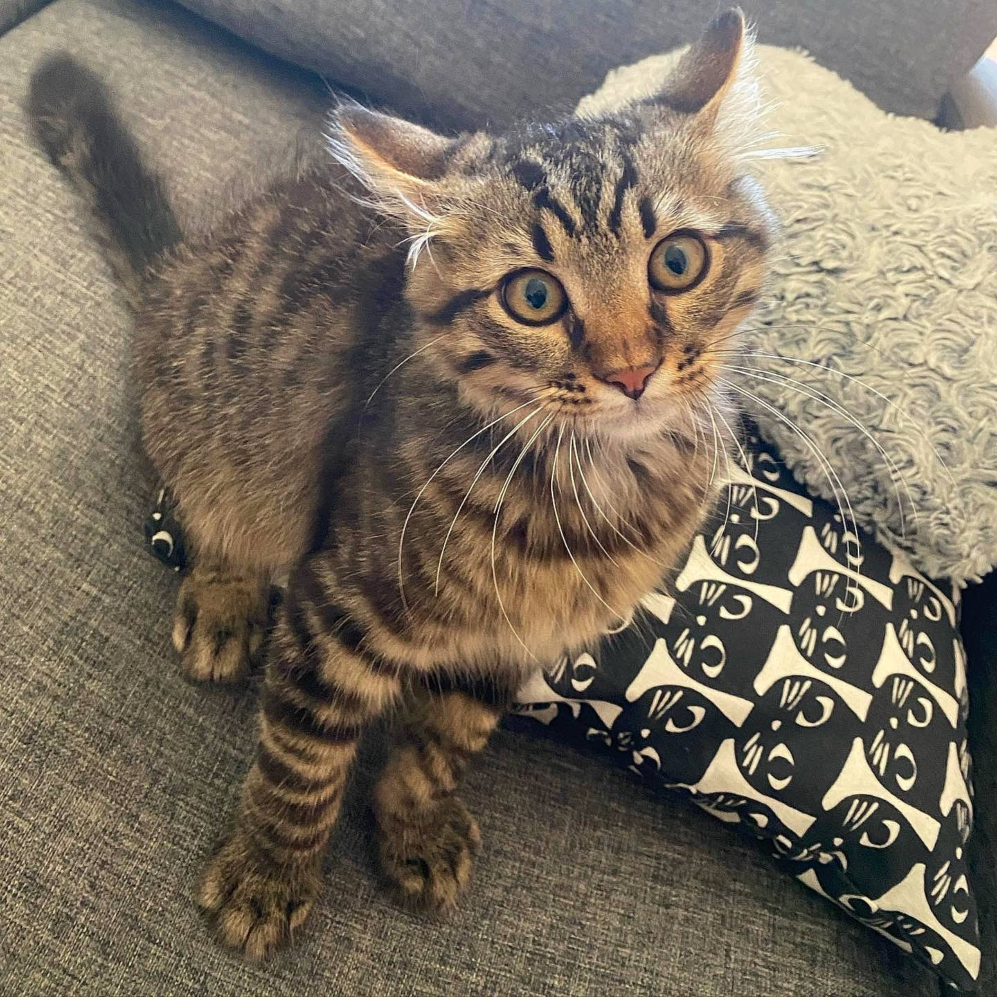 Captain a rejoint le concours — aidez-le/la à gagner de superbes lots ! carnivore, cat, claw, comfort, domestic_short_haired_cat, felidae, fur, head, paw, photo_caption, rectangle, small_to_medium_sized_cats, snout, square, tail, terrestrial_animal, whiskers, wildlife, window