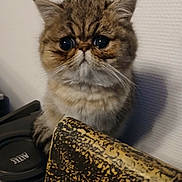 Elvis participe au concours pour gagner de l'argent avec cette photo : cat, fluffy, wide_eyes, grumpy_face, pet, indoor, feline, fur, whiskers, curious, closeup, cute, animal, mammal, portrait, domestic_cat, tabby, brown, small, young