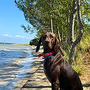 Ulka participe au concours pour gagner de l'argent avec cette photo : animal, blue_sky, canine, chocolate_dog, collar, daytime, dog, greenery, lake, landscape, nature, outdoor, pet, shadow, shore, sitting, sky, sunlight, trees, water