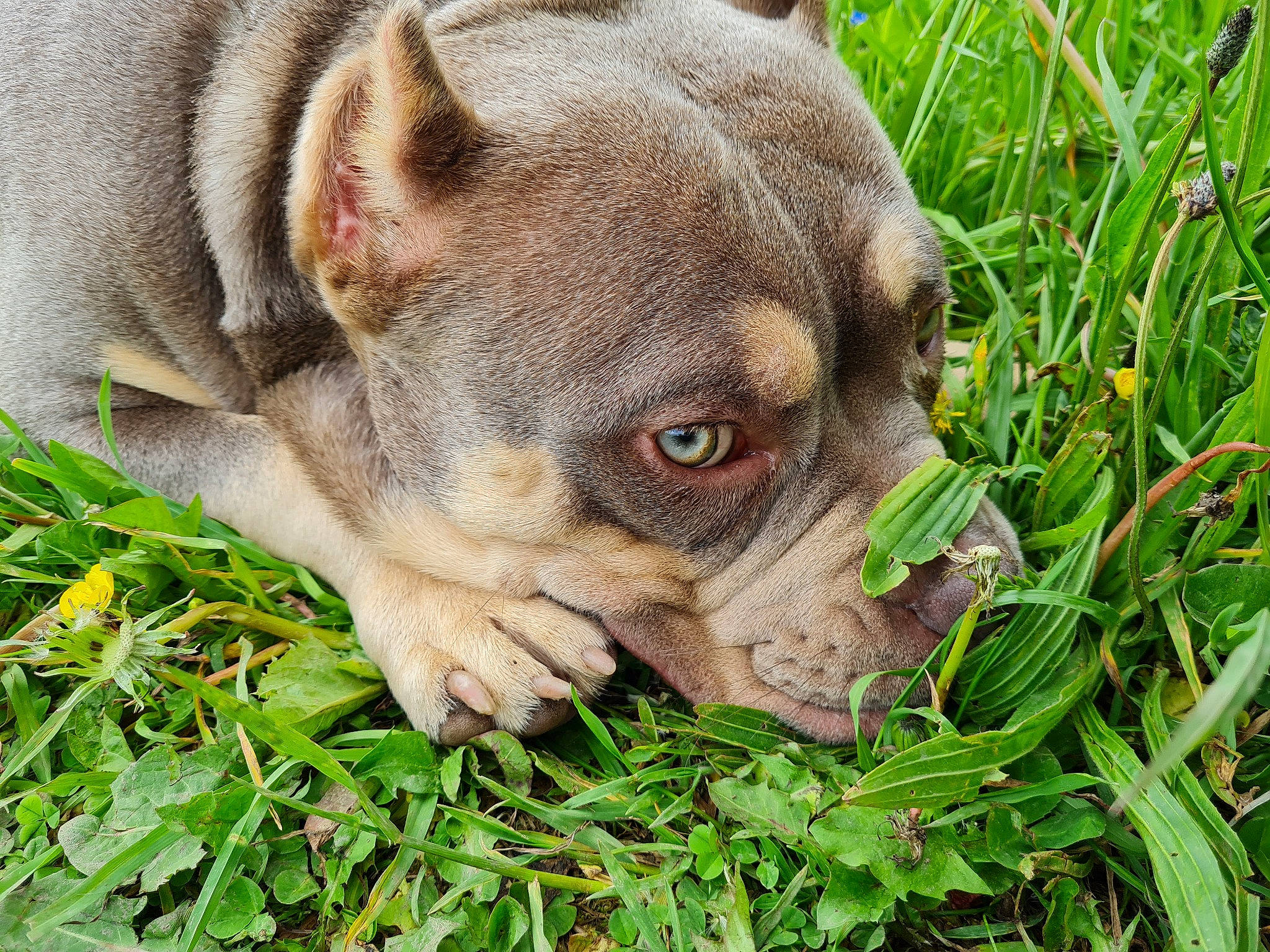 Diva participe au concours pour gagner de l'argent avec cette photo : bulldog, canidae, carnivore, companion_dog, dog, dog_breed, eye, fawn, grass, groundcover, head, liver, plant, snout, sporting_group, terrestrial_animal, whiskers, wildlife, working_animal, wrinkle