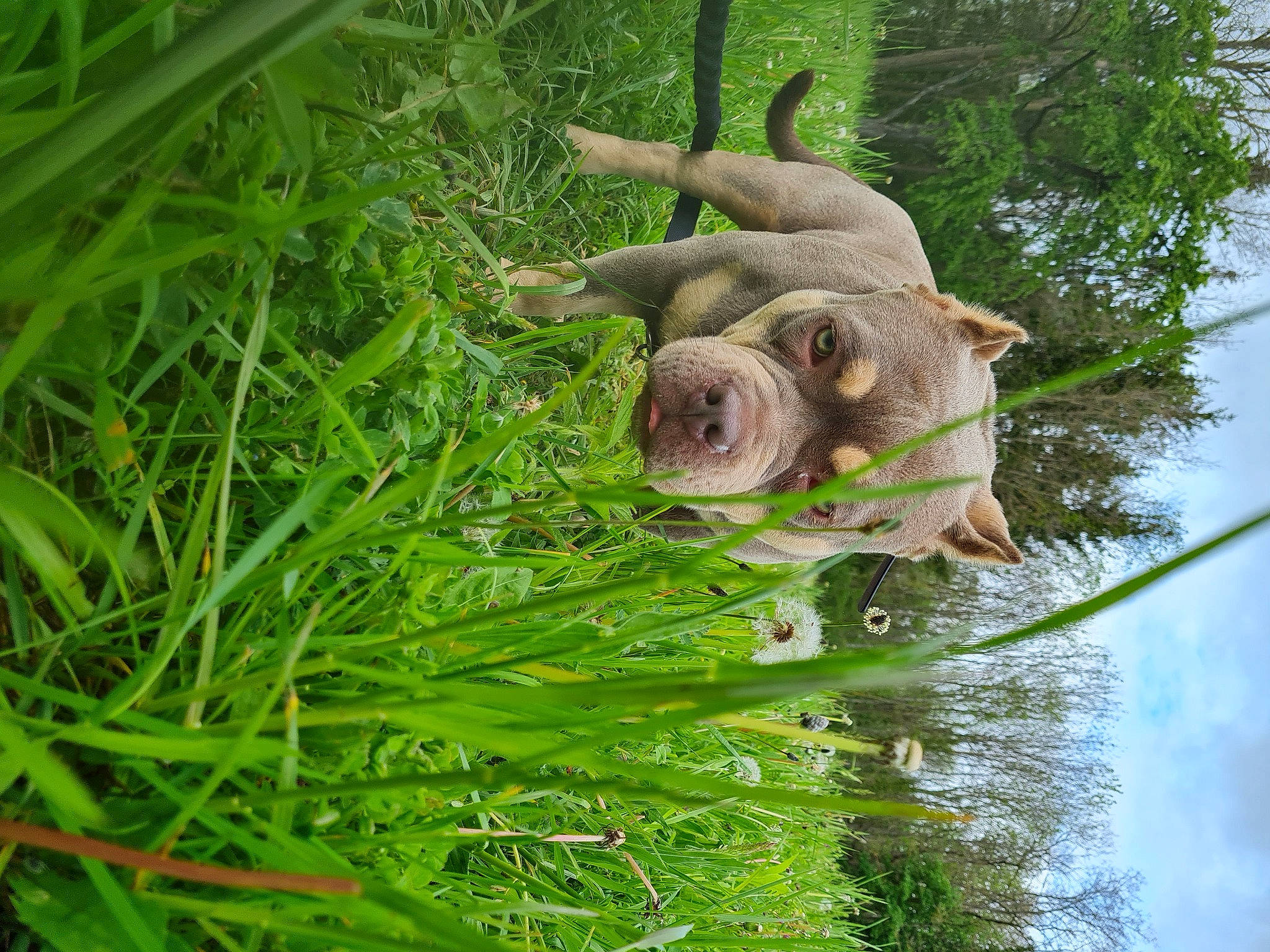 Diva a rejoint le concours — aidez-le/la à gagner de superbes lots ! fawn, forest, grass, groundcover, natural_material, organism, plant, plant_stem, sky, snout, terrestrial_animal, terrestrial_plant, tree, trunk, twig, water, wildlife, wood, working_animal, wrinkle