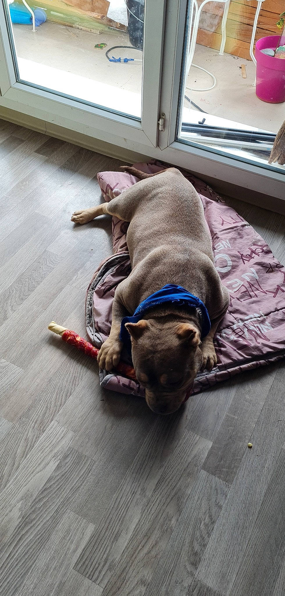 Diva participe au concours pour gagner de l'argent avec cette photo : balloon, carnivore, collar, comfort, companion_dog, dog, dog_breed, dog_supply, fawn, floor, flooring, grey, hardwood, liver, pet_supply, room, sporting_group, window, wood, working_animal