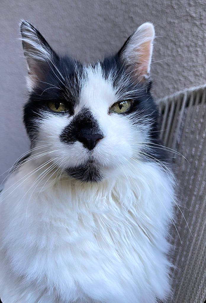 Timmy is registered to the contest to win money with this photo: carnivore, cat, domestic_short_haired_cat, eye, felidae, fur, hair, head, human_body, paw, sitting, small_to_medium_sized_cats, snout, tail, terrestrial_animal, vegetable, whiskers