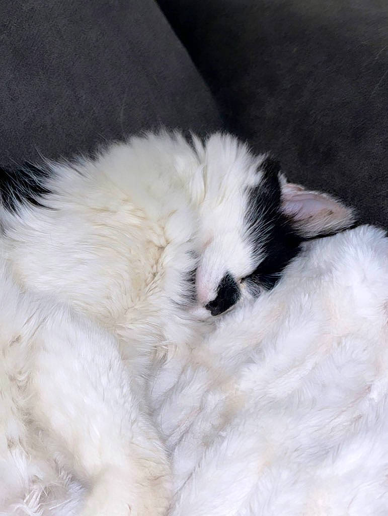 Timmy is registered to the contest to win money with this photo: canidae, carnivore, claw, companion_dog, dog, dog_breed, fur, natural_material, non_sporting_group, snout, sporting_group, tail, terrestrial_animal, whiskers, working_animal