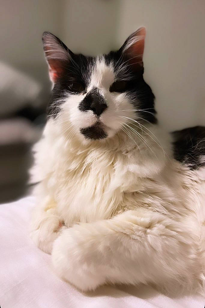 Timmy joined the competition — help win amazing prizes! carnivore, cat, claw, comfort, felidae, foot, formal_wear, fur, iris, monochrome_photography, paw, sitting, small_to_medium_sized_cats, snout, tail, terrestrial_animal, whiskers