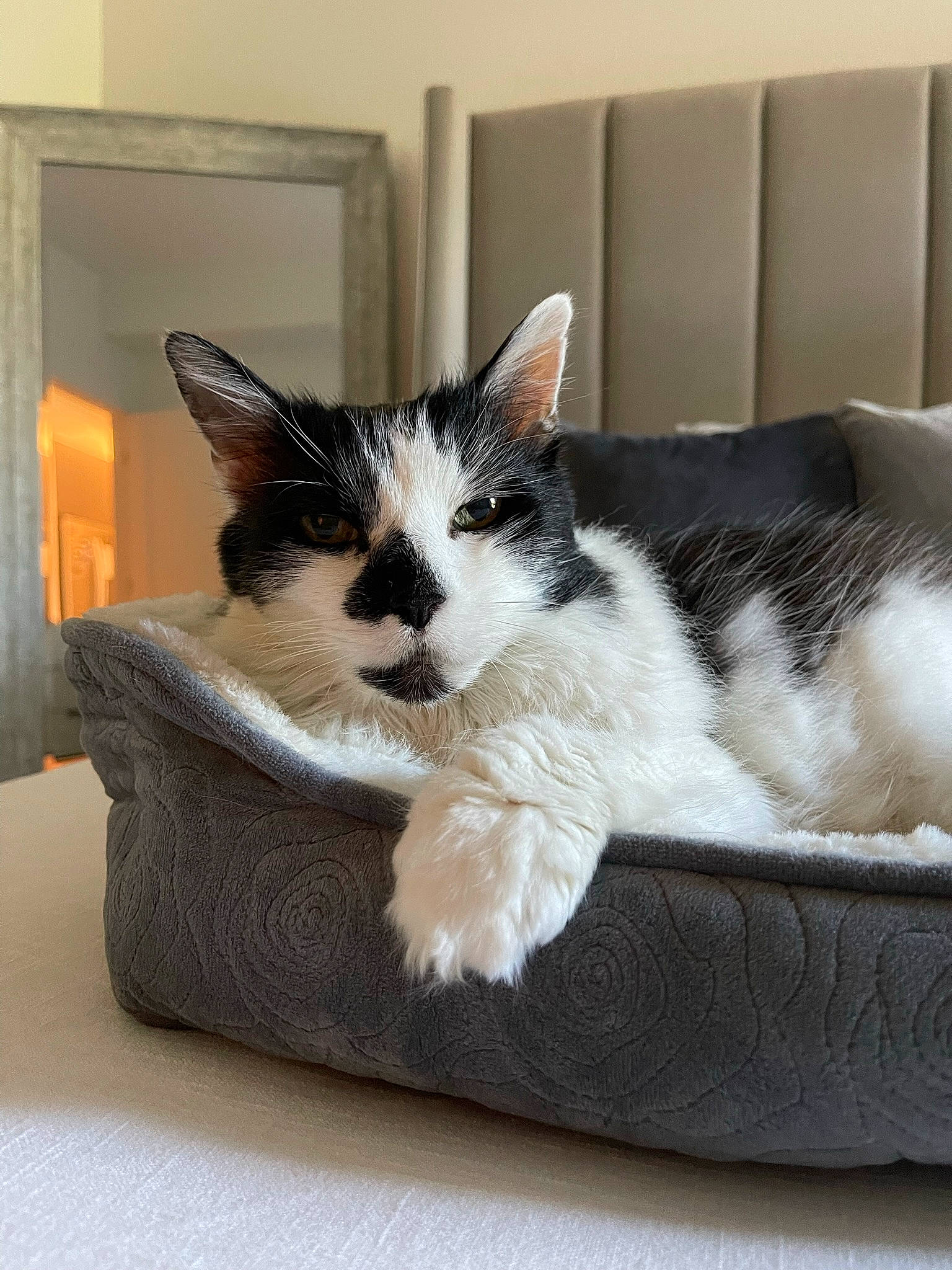 Timmy joined the competition — help win amazing prizes! box, cardboard, carnivore, cat, cat_bed, cat_supply, comfort, domestic_short_haired_cat, felidae, fur, packaging_and_labeling, paw, picture_frame, rectangle, room, sitting, small_to_medium_sized_cats, whiskers, wood