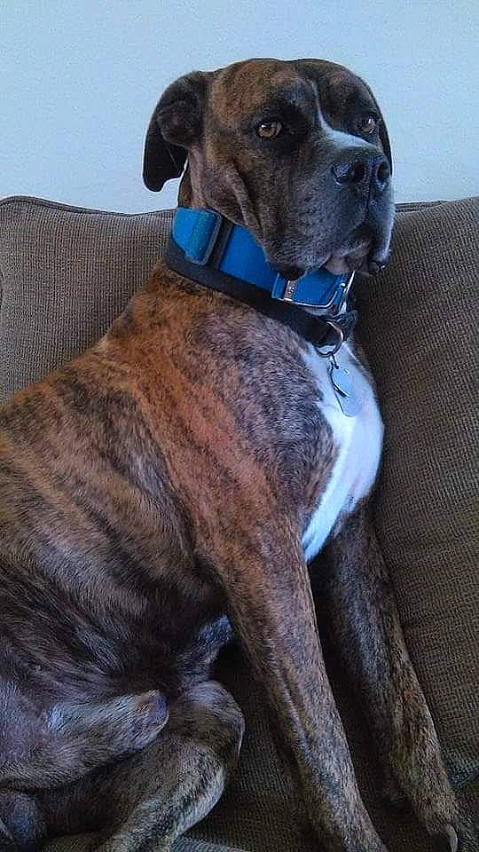 Yogibear joined the competition — help win amazing prizes! carnivore, collar, companion_dog, dog, dog_breed, dog_collar, dog_supply, fawn, gun_dog, liver, non_sporting_group, pet_supply, rampur_greyhound, sporting_group, treeing_tennessee_brindle, working_animal, working_dog