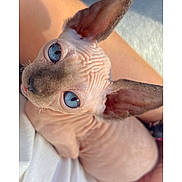 Piper Lou is registered to the contest to win money with this photo: animal, blue_eyes, cat, close_shot, close_up, curious, cute, domestic_animal, ears, feline, hairless, indoor, looking_up, pet, portrait, soft_lighting, sphynx_cat, texture, unique, wrinkled_skin