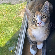 Taco is registered to the contest to win money with this photo: animal, cat, closeup, curious, cute, dandelions, daylight, ears, feline, floor, green_grass, indoor, kitten, pet, sunny, tabby, whiskers, white_paws, window, windowsill