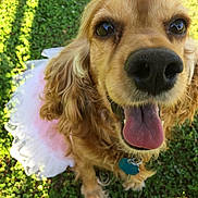 Sunshine is registered to the contest to win money with this photo: dog, golden_retriever, tutu, pink, tongue_out, happy, close_up, grass, sunlight, shadow, pet, outdoor, animal, cute, fur, collar, tag, playful, joyful, nature