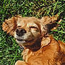 Sunshine joined the competition — help win amazing prizes! dog, golden_fur, grass, sunlight, outdoor, pet, sleepy, ears, close_up, nature, relaxation, animal, mammal, canine, snout, collar, daylight, laying_down, happy, peaceful