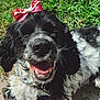 Luna is registered to the contest to win money with this photo: dog, black_and_white, bow, happy, smiling, tongue_out, grass, outdoor, pet, close_up, fur, collar, sunlight, cute, animal, mammal, playful, joyful, tongue, head
