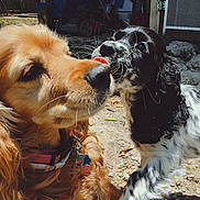 Luna is registered to the contest to win money with this photo: dog, golden_retriever, black_and_white_dog, puppy, outdoor, sunlight, tongue, licking, nose, pet, animal, yard, collar, playful, cute, fur, close_up, friendship, canine, nature