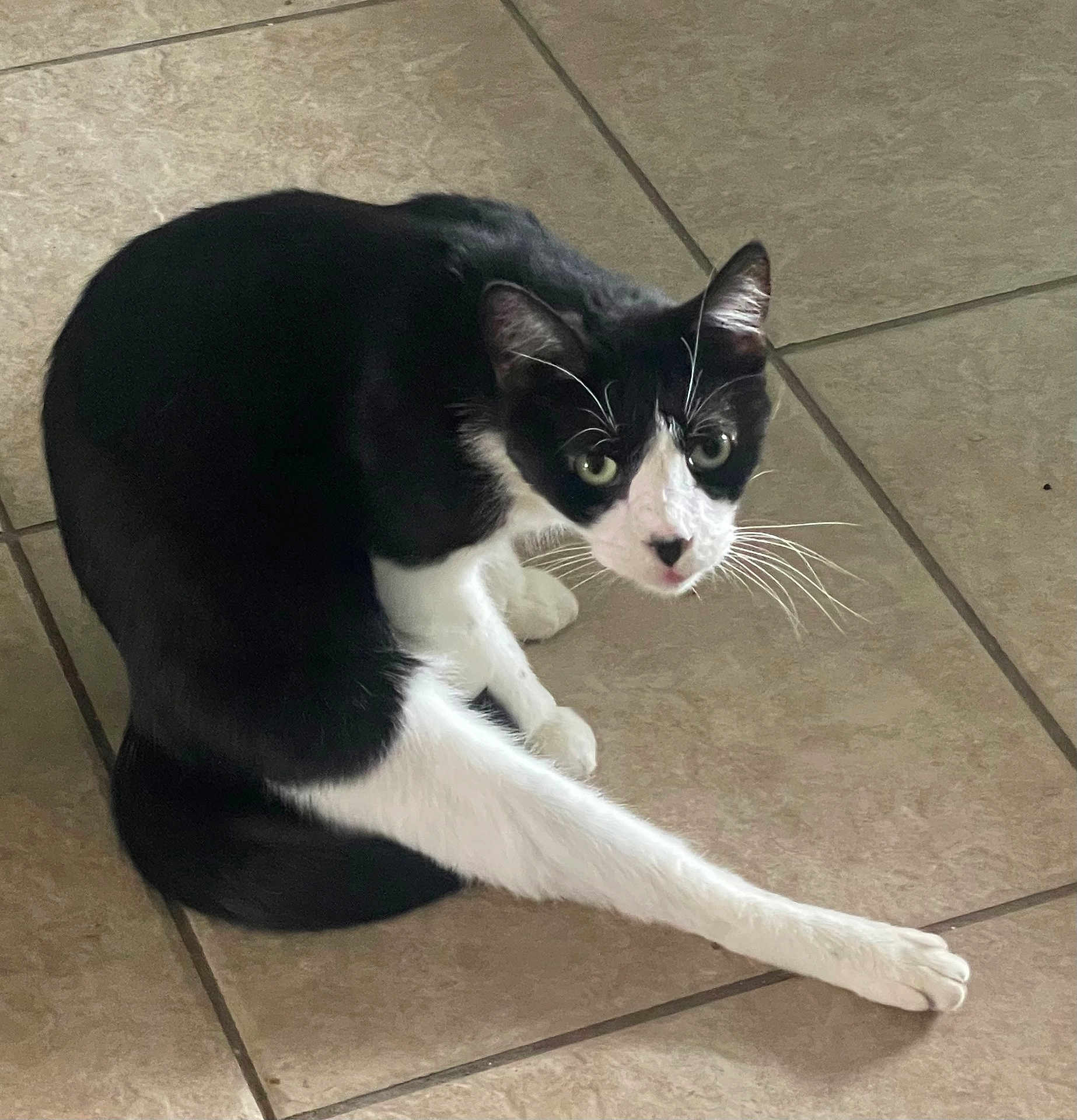 Kitty
