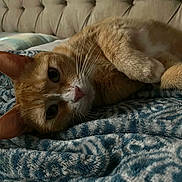 Girl Girl joined the competition — help win amazing prizes! cat, orange_cat, white_cat, pet, feline, whiskers, bed, blanket, patterned_blanket, tufted_headboard, indoor, cozy, relaxed, lying_down, close_up, fur, animal, cute, resting, soft_lighting