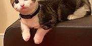Koko joined the competition — help win amazing prizes! alert, animal, black, brown, cat, collar, curious, cute, domestic, door, floor, furniture, indoor, kitten, pet, red_blanket, resting, wall, white, young