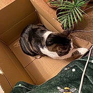 Koko is registered to the contest to win money with this photo: animal, bee_pattern, blanket, cardboard_box, cat, comfort, cozy, curious, feline, green_blanket, home, houseplant, indoor, pet, potted_plants, relaxed, stretching, tabby_cat, white_paw, wooden_floor