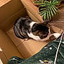 animal, bee_pattern, blanket, cardboard_box, cat, comfort, cozy, curious, feline, green_blanket, home, houseplant, indoor, pet, potted_plants, relaxed, stretching, tabby_cat, white_paw, wooden_floor