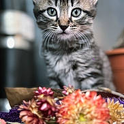 Tuco a rejoint le concours — aidez-le/la à gagner de superbes lots ! animal, blurry_background, cat, close_up, colorful, curious, cute, dried_flowers, ears, feline, flowers, indoor, kitten, nature, pet, portrait, soft_light, tabby, whiskers, young