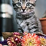 animal, blurry_background, cat, close_up, colorful, curious, cute, dried_flowers, ears, feline, flowers, indoor, kitten, nature, pet, portrait, soft_light, tabby, whiskers, young