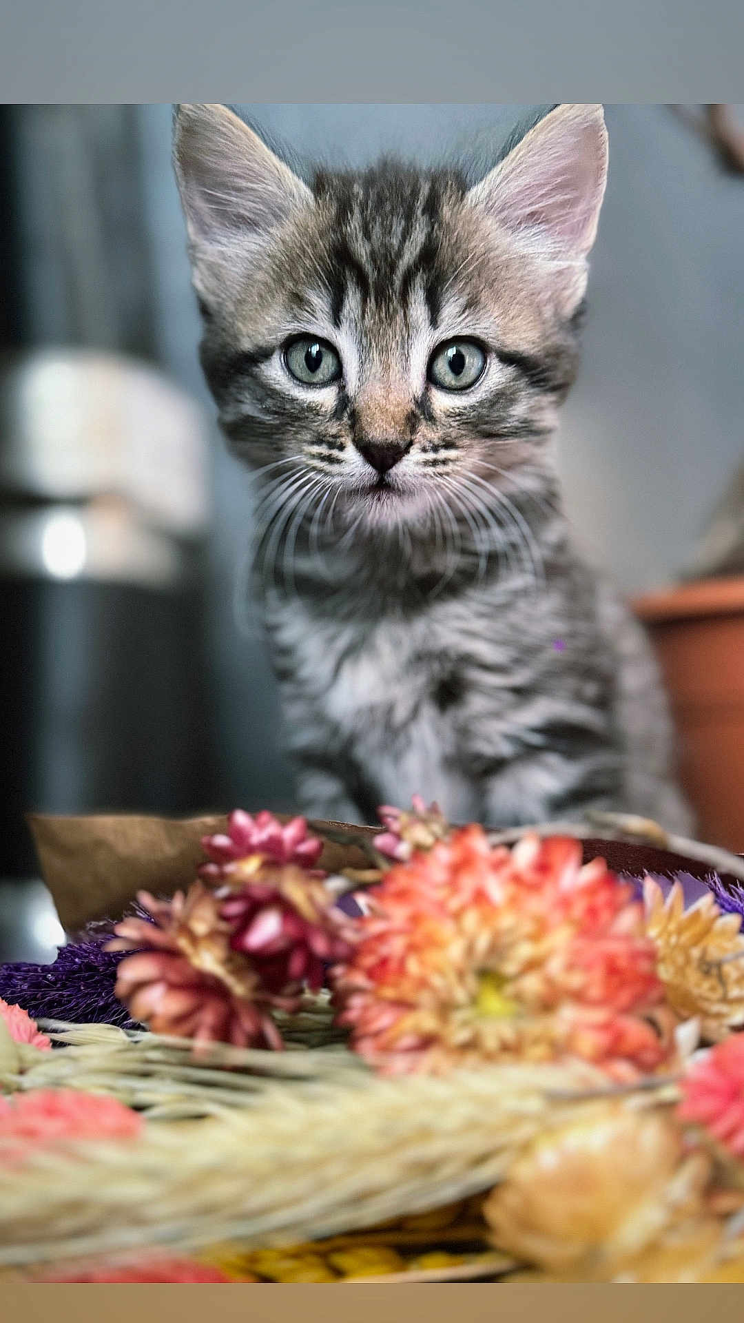 Tuco a rejoint le concours — aidez-le/la à gagner de superbes lots ! animal, blurry_background, cat, close_up, colorful, curious, cute, dried_flowers, ears, feline, flowers, indoor, kitten, nature, pet, portrait, soft_light, tabby, whiskers, young