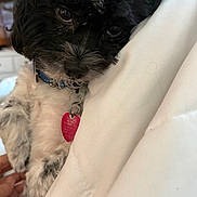 Stitch is registered to the contest to win money with this photo: dog, black_and_white, collar, pet_tag, cute, fluffy, close_up, indoor, blanket, snuggling, cozy, fur, paw, resting, animal, companion, adorable, portrait, pet, domestic_animal