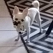 Yzzy participe au concours pour gagner de l'argent avec cette photo : dog, small_dog, white_dog, toy, plush_toy, indoor, rug, patterned_rug, tile_floor, pet, animal, standing, ears_up, tail_up, home, living_room, floor, domestic_animal, cute, playful