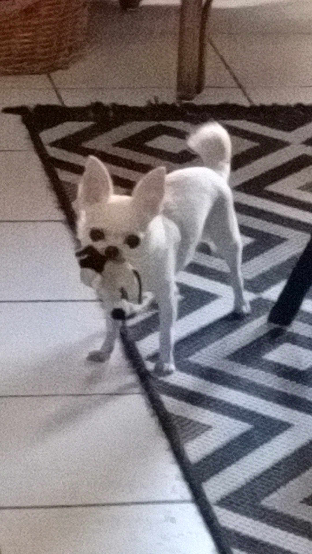 Yzzy participe au concours pour gagner de l'argent avec cette photo : dog, small_dog, white_dog, toy, plush_toy, indoor, rug, patterned_rug, tile_floor, pet, animal, standing, ears_up, tail_up, home, living_room, floor, domestic_animal, cute, playful