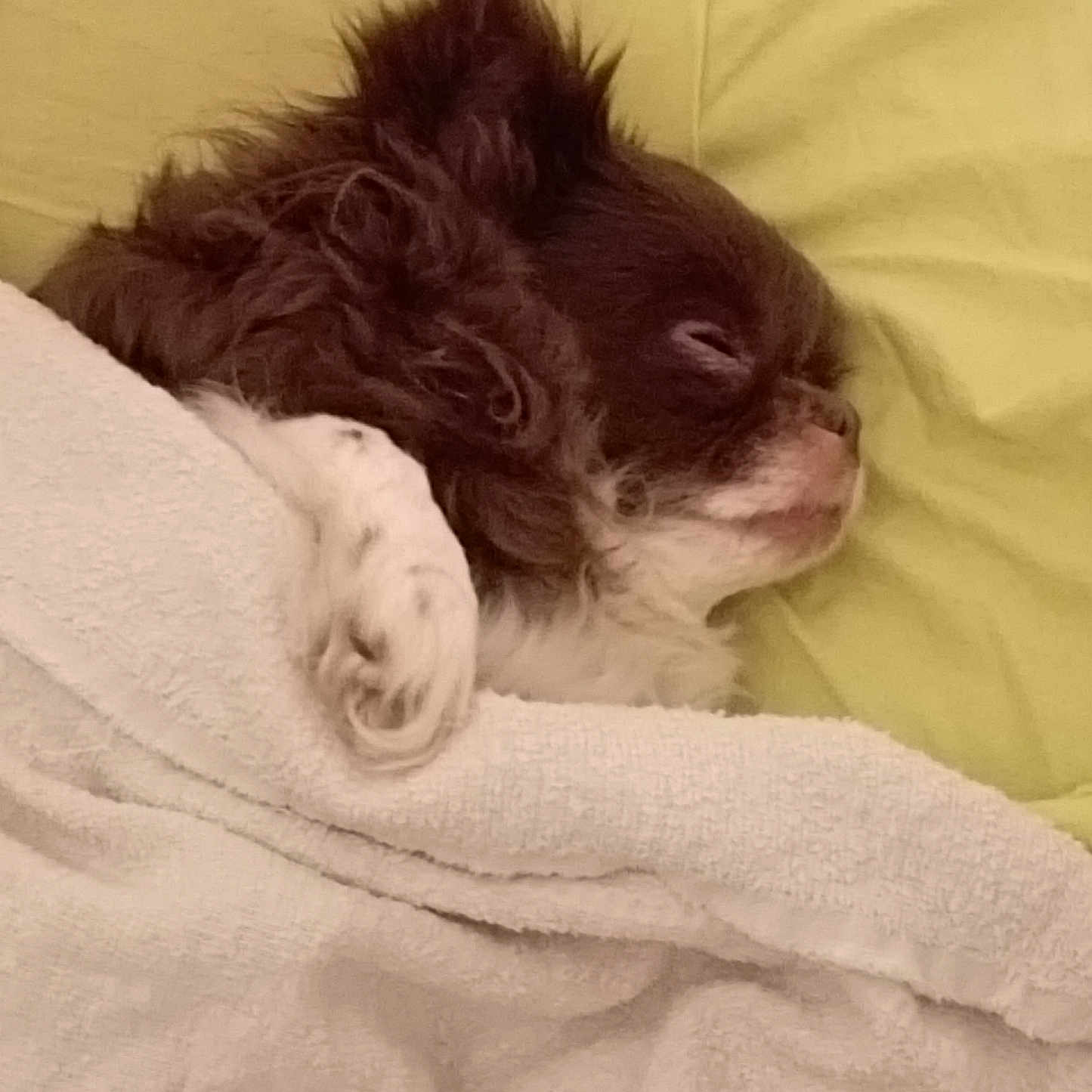 Maya a rejoint le concours — aidez-le/la à gagner de superbes lots ! animal, bed, blanket, canine, comfort, cozy, cute, dog, fur, fur_texture, indoors, paw, peaceful, pet, relaxation, rest, sleeping, small_dog, snuggle, tucked_in