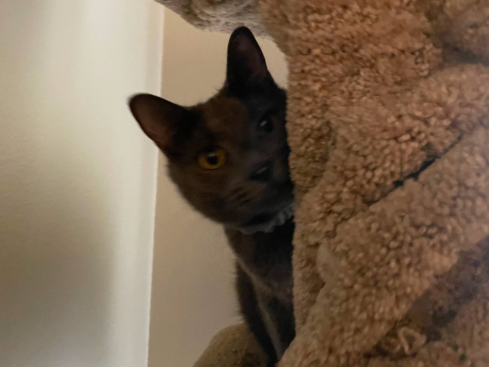 Lewis is registered to the contest to win money with this photo: carnivore, cat, domestic_short_haired_cat, felidae, fur, small_to_medium_sized_cats, snout, terrestrial_animal, whiskers