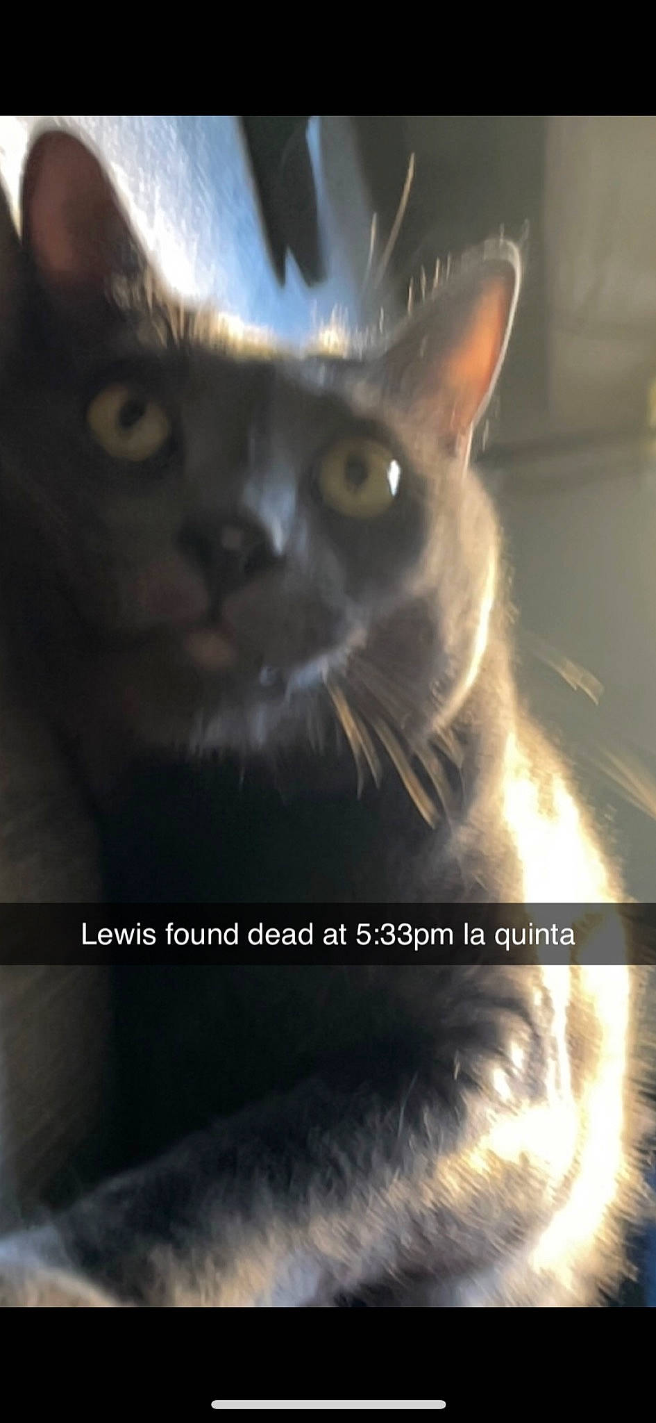 Lewis is registered to the contest to win money with this photo: carnivore, cat, darkness, domestic_short_haired_cat, felidae, font, fur, internet_meme, paw, photo_caption, small_to_medium_sized_cats, snapshot, snout, terrestrial_animal, whiskers