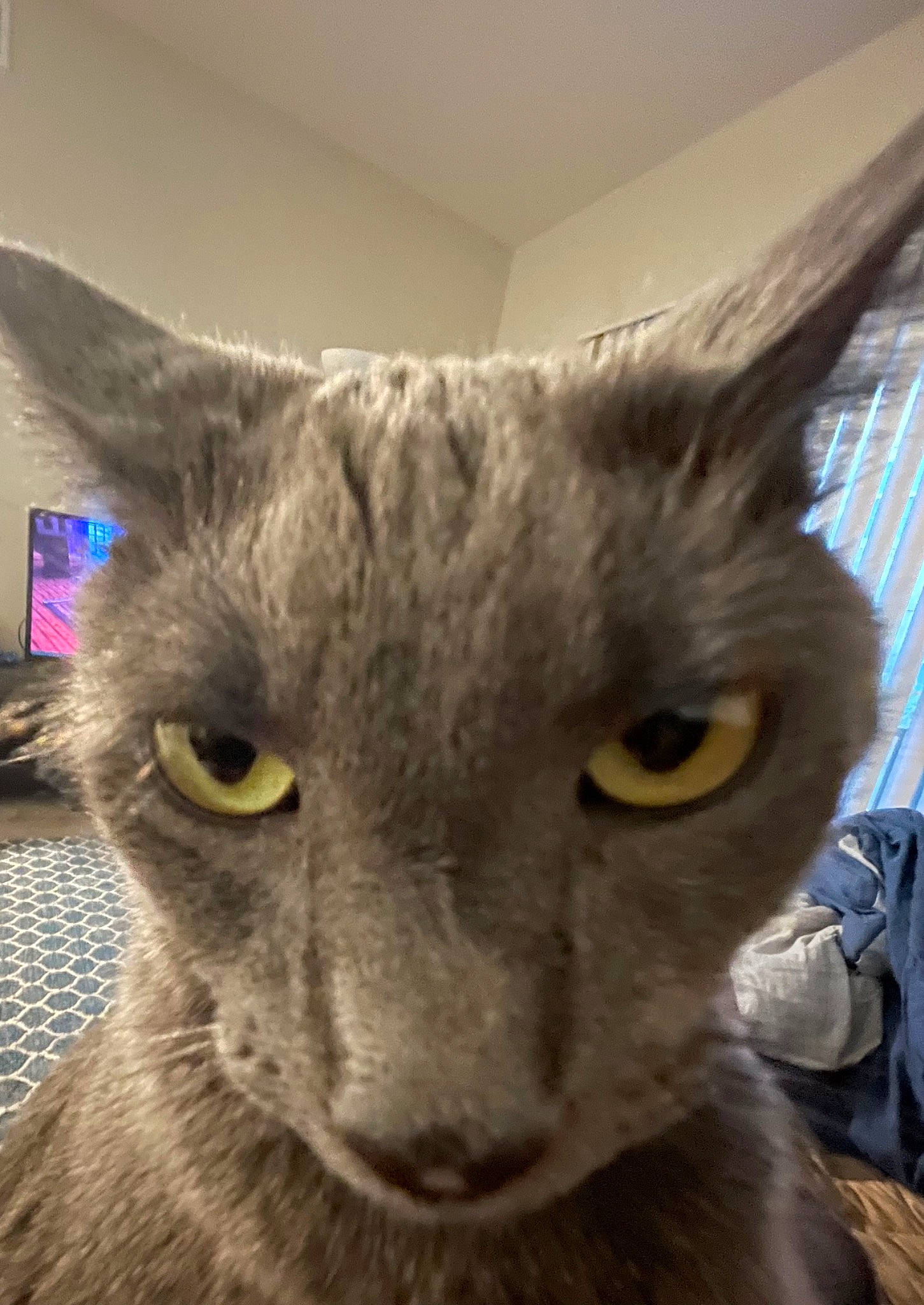 Lewis joined the competition — help win amazing prizes! carnivore, cat, close_up, domestic_short_haired_cat, ear, felidae, fur, grey, russian_blue, small_to_medium_sized_cats, snout, terrestrial_animal, whiskers