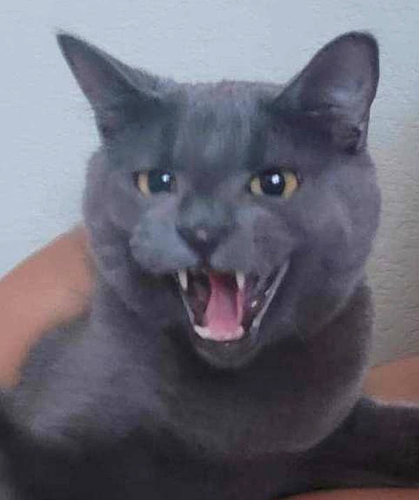 Lewis joined the competition — help win amazing prizes! art, black_cat, bombay, carnivore, cat, domestic_short_haired_cat, electric_blue, fang, felidae, fur, grey, small_to_medium_sized_cats, snout, whiskers