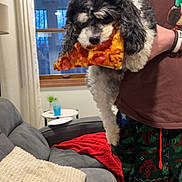 Jake is registered to the contest to win money with this photo: dog, pizza, pepperoni, person, living_room, couch, pillow, blanket, window, curtains, table, drink, indoor, clothing, holding, pet, black_and_white, fur, casual, home