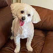 Loky participe au concours pour gagner de l'argent avec cette photo : dog, white_dog, pet, tongue_out, leather_couch, indoor, cute, fluffy, small_dog, happy, sitting, fur, domestic_animal, animal, companion, portrait, head_tilt, friendly, cozy, home