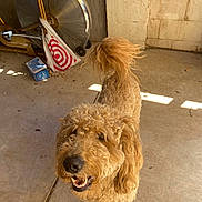 Blue is registered to the contest to win money with this photo: animal, brown_dog, canine, concrete_floor, curly_hair, dog, ears, fan, fur, garage, happy, indoor, looking_up, mouth_open, paw, pet, shopping_bag, smiling, sunlight, tail