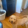 dog, curly_hair, smiling, wooden_floor, cabinet, plant_pot, indoor, pet, fur, tail, door, wall, flooring, home, friendly, animal, canine, looking_up, light, cozy