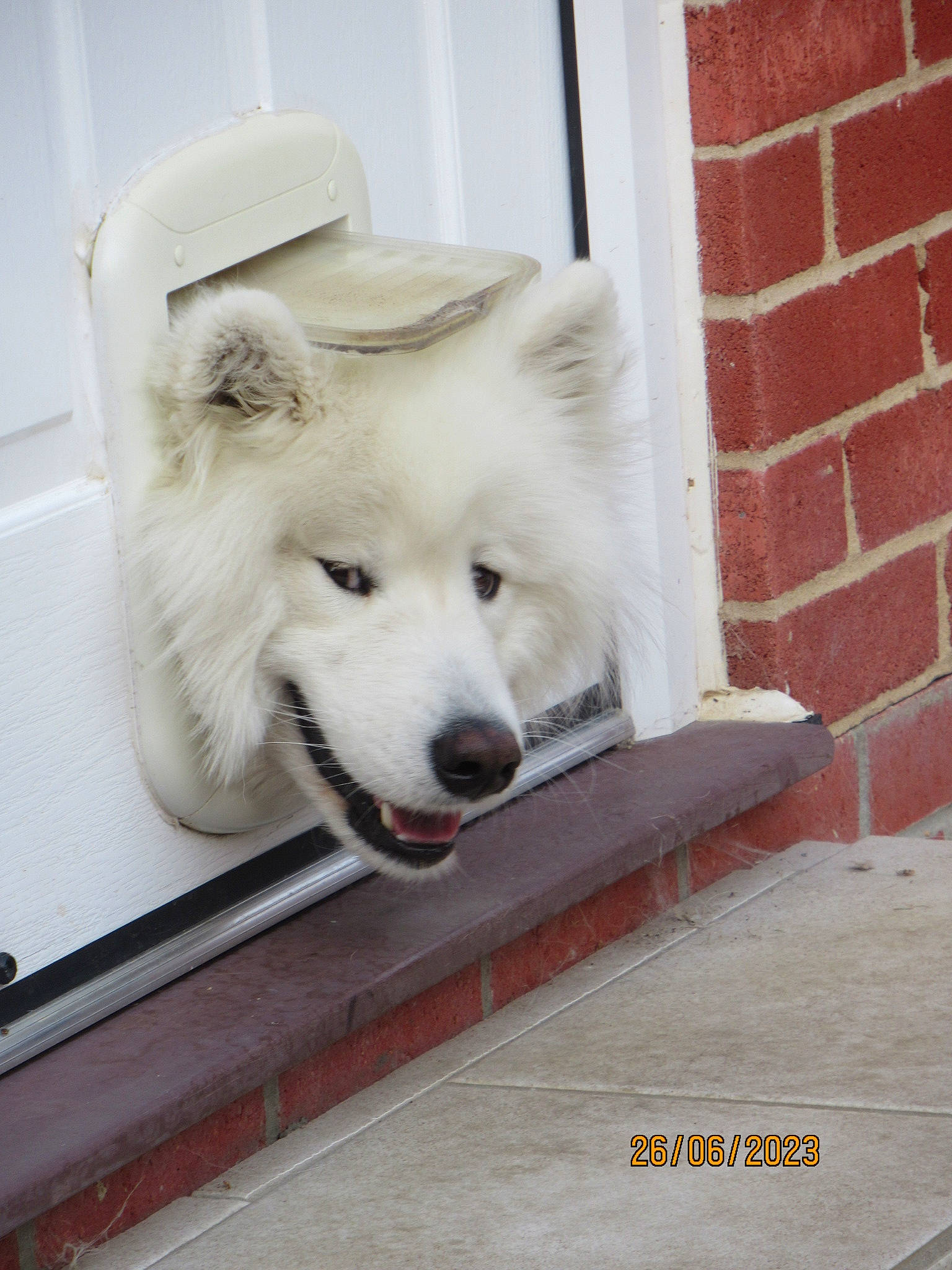 Wolfie joined the competition — help win amazing prizes! ancient_dog_breeds, brick, brickwork, canidae, canis, carnivore, companion_dog, dog, dog_breed, flooring, fur, giant_dog_breed, paw, snout, sporting_group, tire, whiteboard, window, wood, working_dog