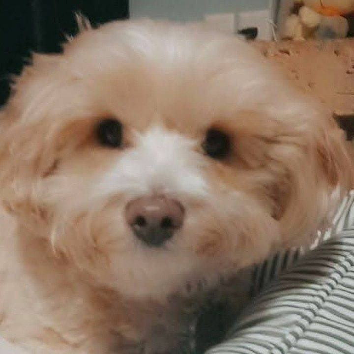 Piper is registered to the contest to win money with this photo: canidae, carnivore, companion_dog, dog, dog_breed, fur, labradoodle, maltepoo, non_sporting_group, poodle, puppy, puppy_love, shih_poo, small_terrier, sporting_group, terrier, toy_dog, water_dog, whiskers, working_animal