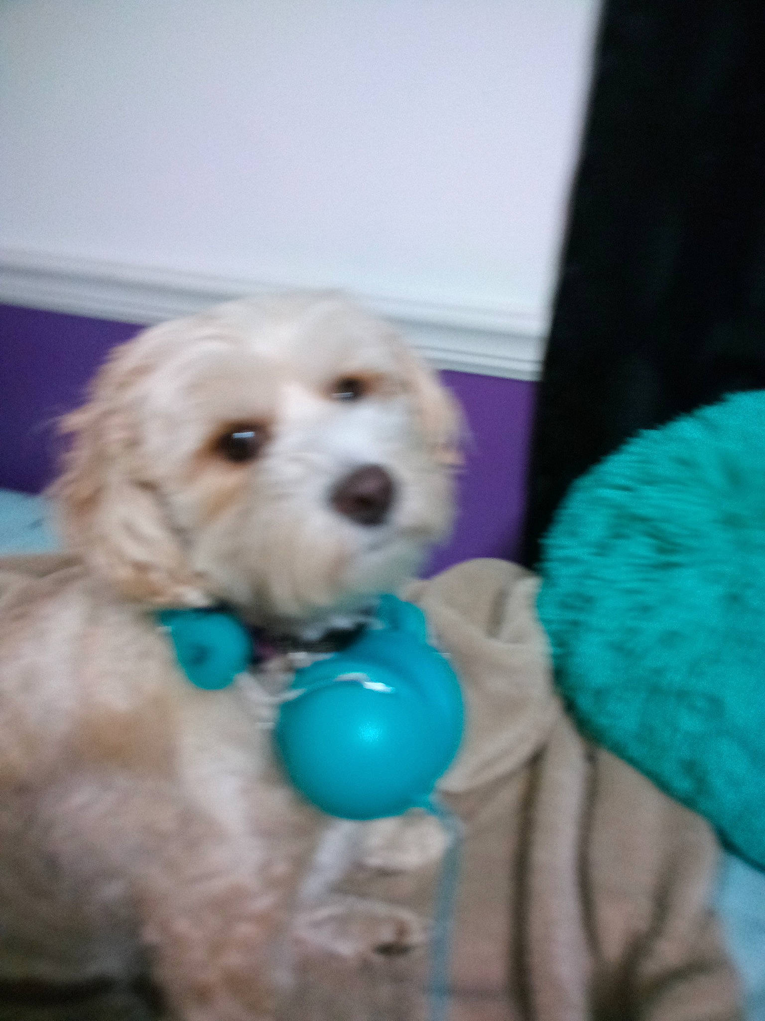 Piper joined the competition — help win amazing prizes! canidae, carnivore, companion_dog, dog, dog_breed, dog_collar, dog_supply, fur, labradoodle, maltepoo, pet_supply, poodle, puppy_love, small_terrier, snout, sporting_group, terrier, toy, toy_dog, water_dog