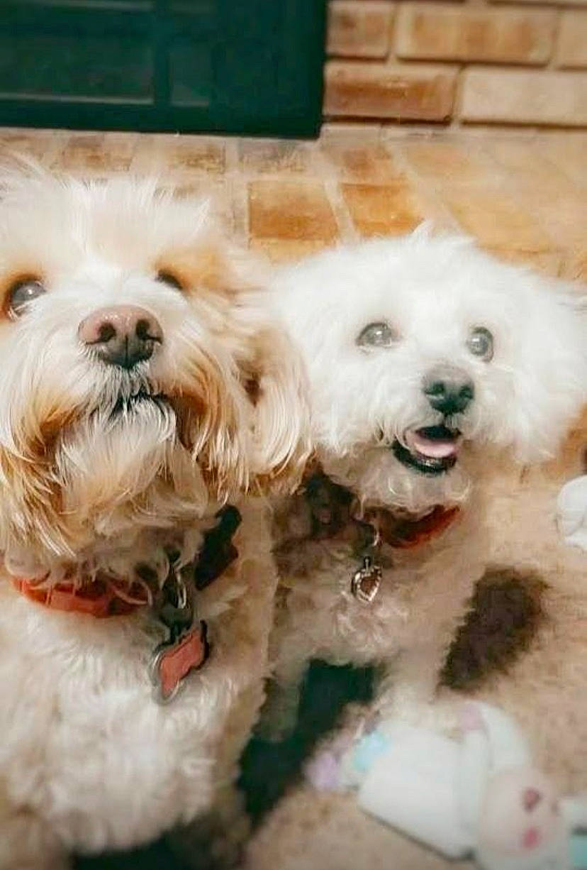 Piper joined the competition — help win amazing prizes! canidae, carnivore, companion_dog, dog, dog_breed, dog_collar, fur, goggles, liver, mal_shi, plant, shih_poo, small_terrier, snout, sporting_group, terrier, toy_dog, water_dog, working_animal, yorkipoo