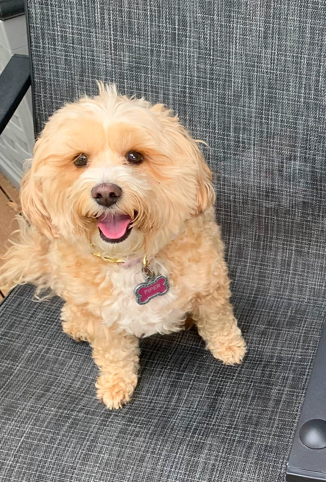 Piper is registered to the contest to win money with this photo: canidae, carnivore, chair, companion_dog, dog, dog_breed, dog_supply, fur, maltepoo, non_sporting_group, shih_poo, small_terrier, sporting_group, terrier, toy_dog, water_dog, working_animal, yorkipoo