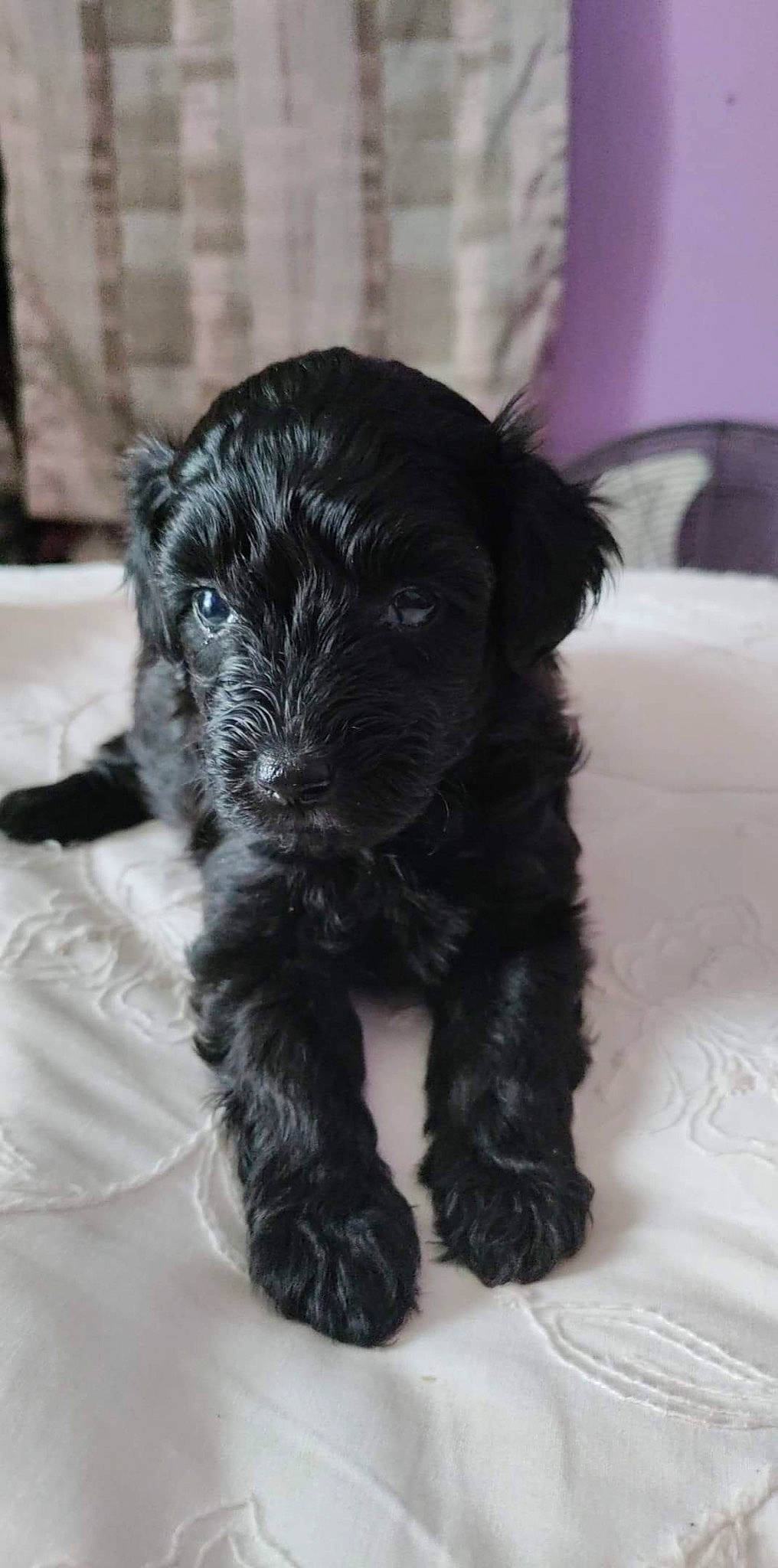 Lucy Lou is registered to the contest to win money with this photo: canidae, carnivore, companion_dog, dog, dog_breed, fur, maltepoo, non_sporting_group, puppy, small_terrier, snout, sporting_group, terrestrial_animal, terrier, toy_dog, water_dog, working_animal