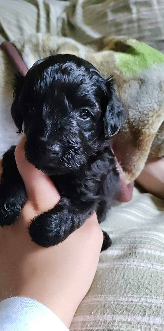 Lucy Lou is registered to the contest to win money with this photo: canidae, carnivore, companion_dog, dog, dog_breed, dog_collar, dog_supply, fawn, fur, liver, maltepoo, nail, paw, puppy_love, small_terrier, snout, sporting_group, terrier, toy_dog, working_animal