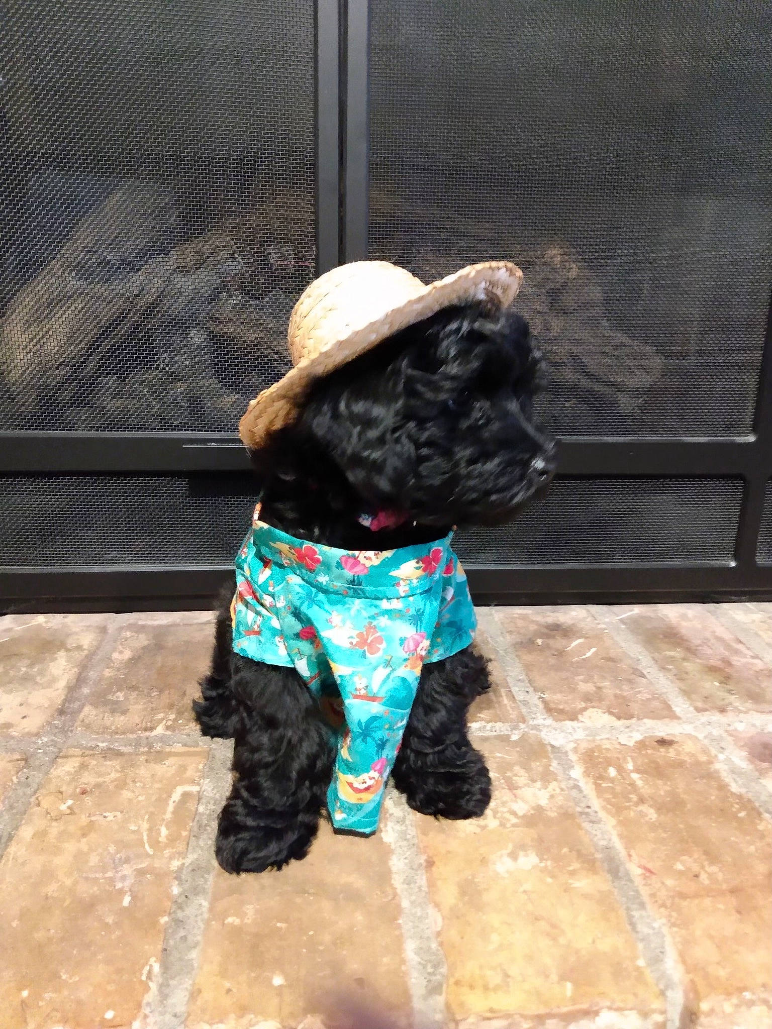 Lucy Lou is registered to the contest to win money with this photo: child, companion_dog, fashion_accessory, flooring, hat, human_leg, leisure, magenta, pattern, road_surface, shadow, sitting, sleeve, sporting_group, street, sun_hat, thigh, tints_and_shades, toddler, waist