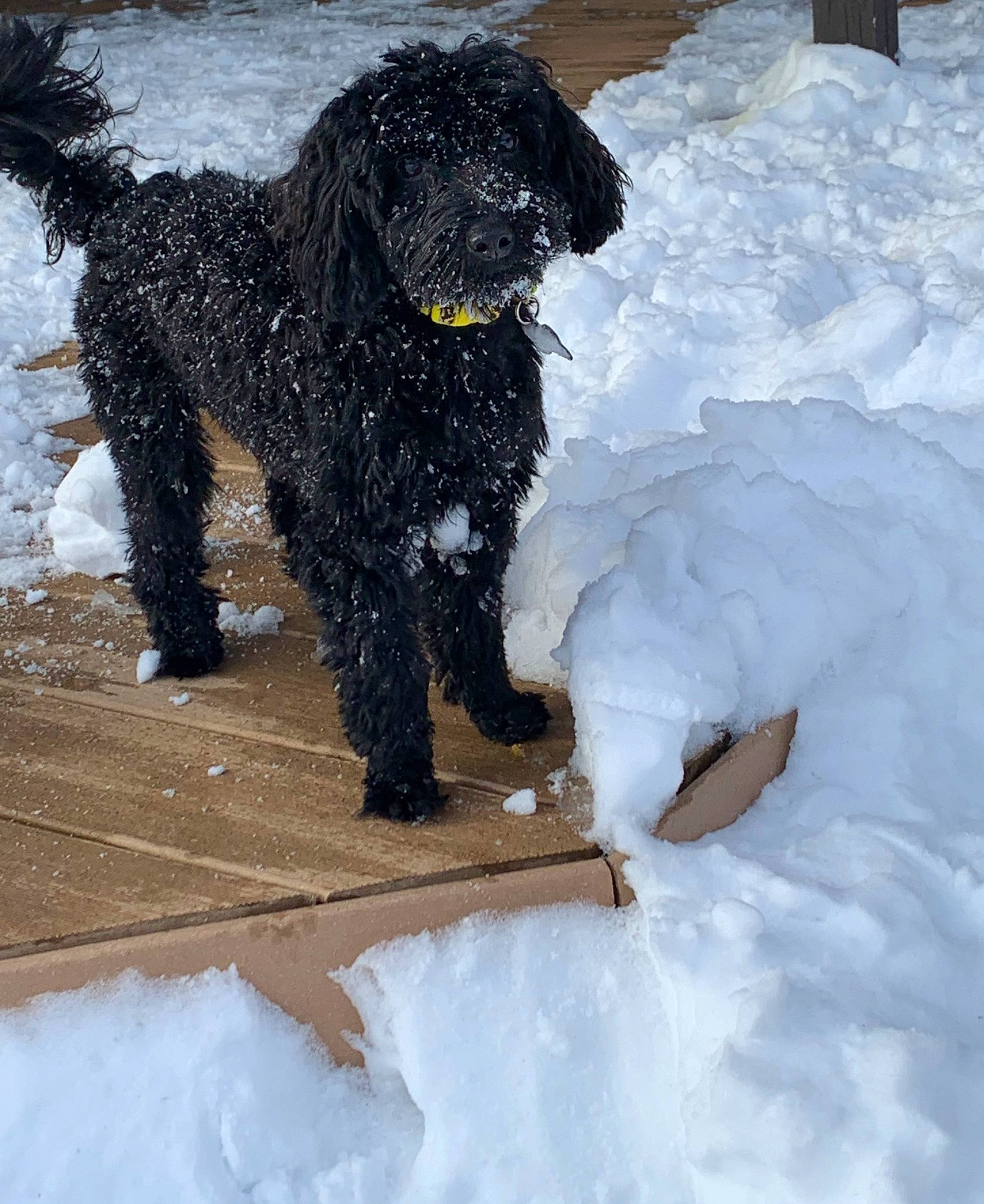 Lucy Lou joined the competition — help win amazing prizes! canidae, carnivore, companion_dog, dog, dog_breed, freezing, fur, gun_dog, labradoodle, non_sporting_group, poodle, precipitation, snow, sporting_group, tail, terrier, water_dog, winter, working_animal, working_dog