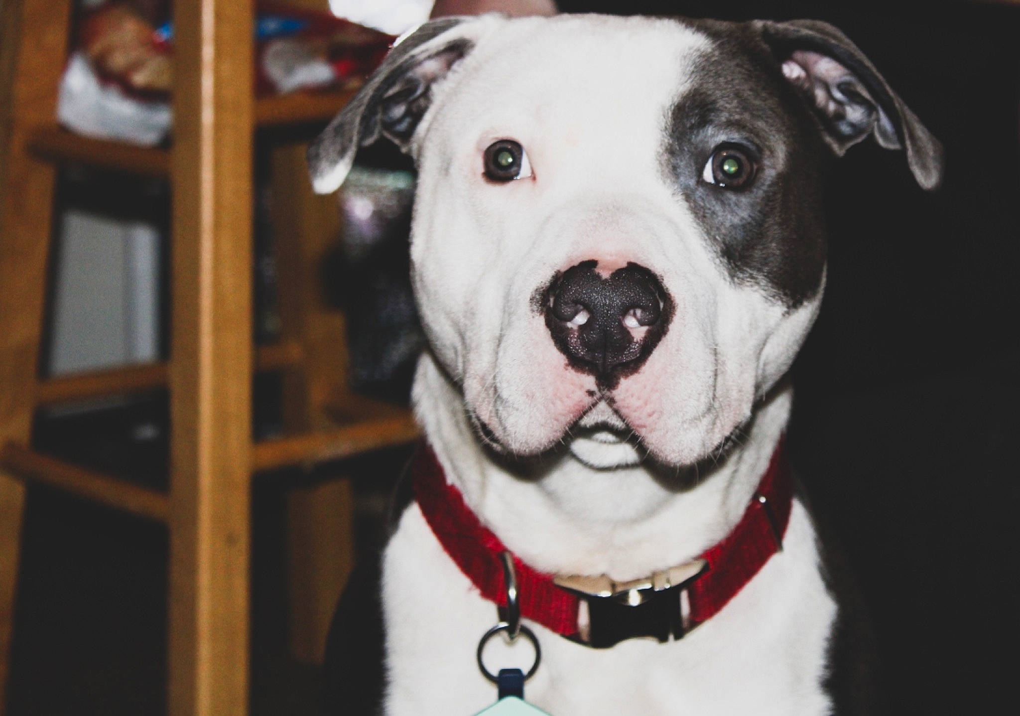 Valor joined the competition — help win amazing prizes! canidae, carnivore, collar, companion_dog, dog, dog_breed, dog_collar, event, fawn, fur, non_sporting_group, pet_supply, snout, sporting_group, whiskers, white, wood, working_animal, working_dog