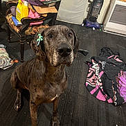 Maisie is registered to the contest to win money with this photo: dog, bow, indoor, floor, vacuum_cleaner, chair, books, papers, blanket, clutter, pet, brown_spotted, ears, looking_up, flooring, household_items, room, furniture, domestic, animal