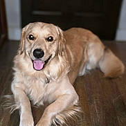 Bailey joined the competition — help win amazing prizes! golden_retriever, dog, canine, pet, animal, indoor, floor, wooden_floor, rug, tongue_out, happy, smiling, lying_down, fur, ears, tail, domestic_animal, companion, portrait, mammal